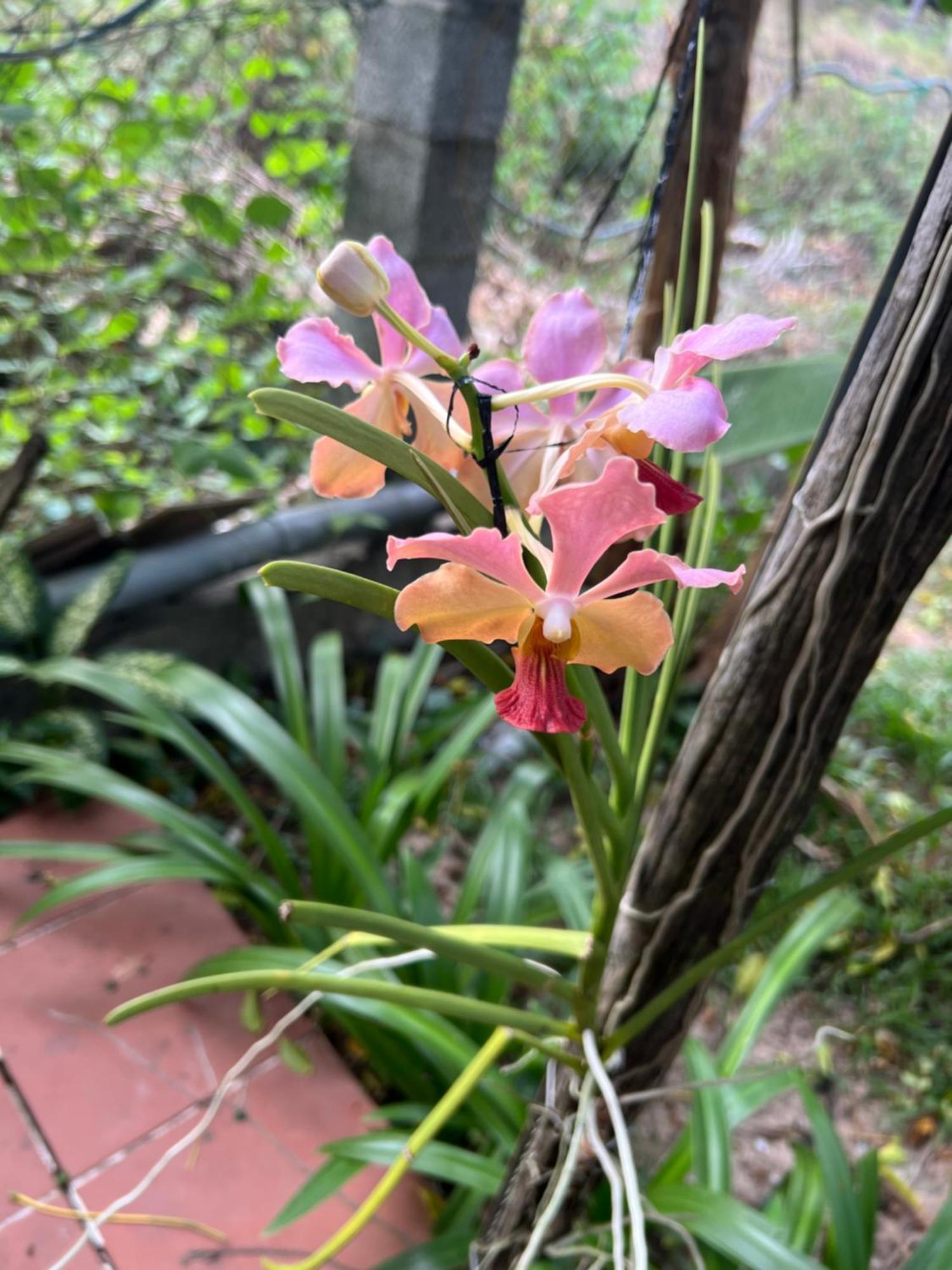 Апартаменти Tropical Garden Фукуок Екстер'єр фото